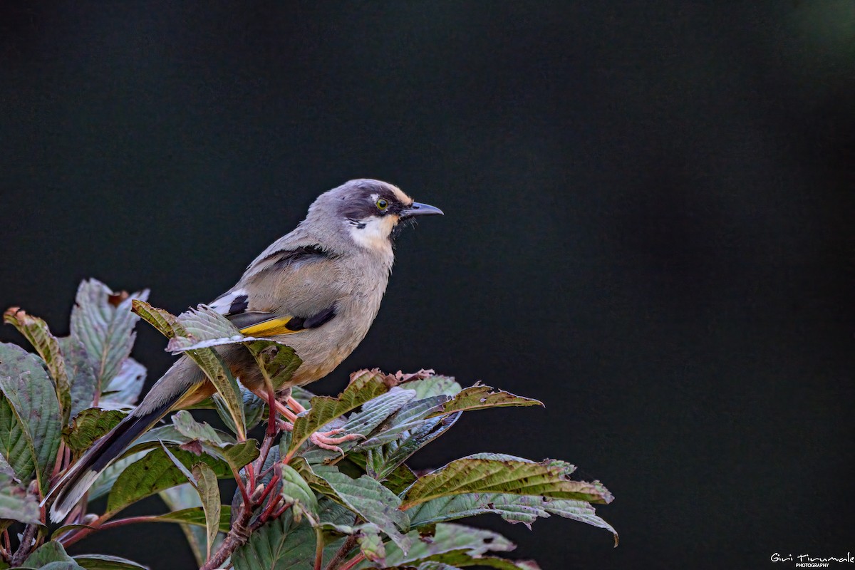 Variegated Laughingthrush - ML624183366