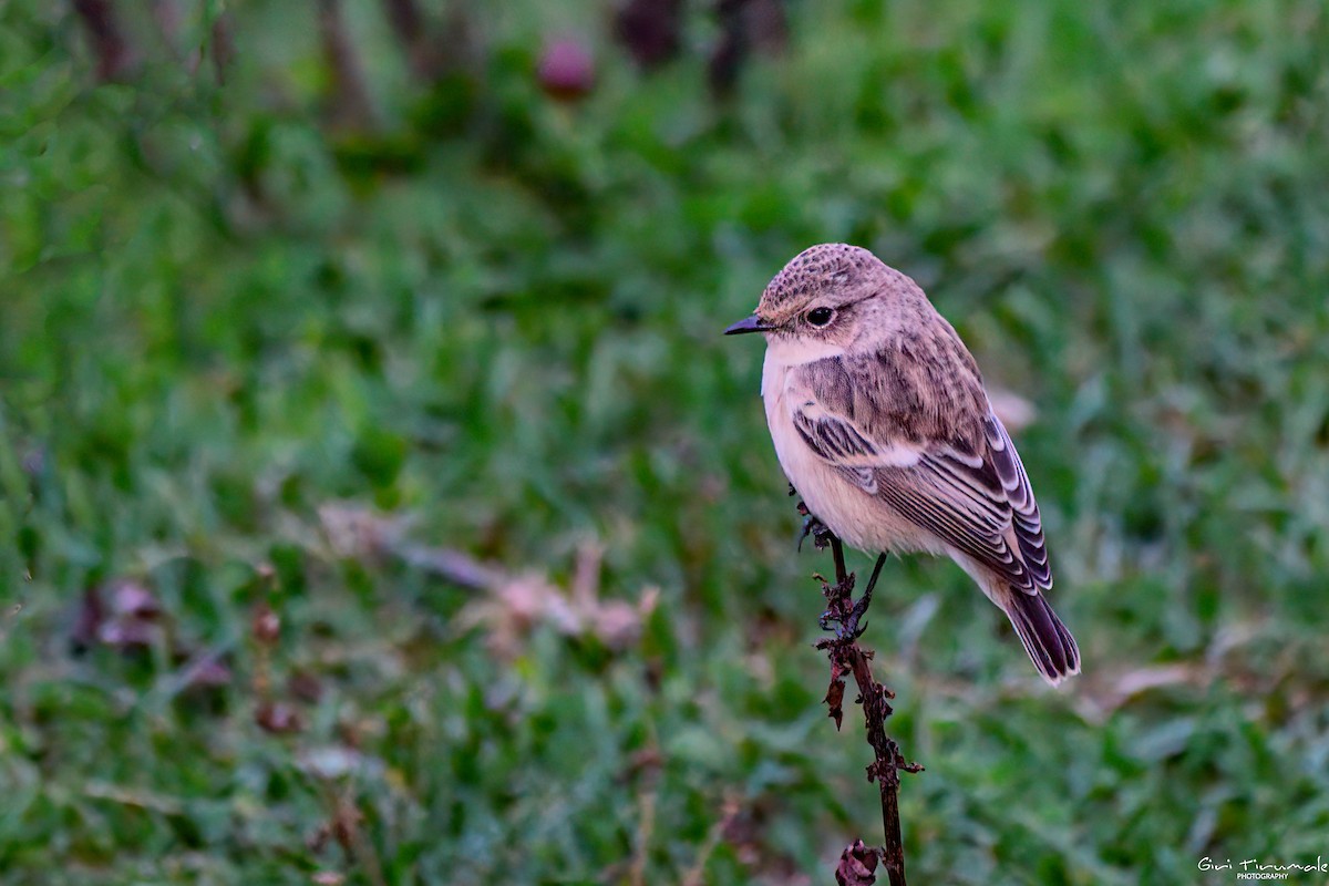 Siberian Stonechat - ML624183373