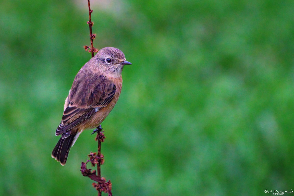 Siberian Stonechat - ML624183376