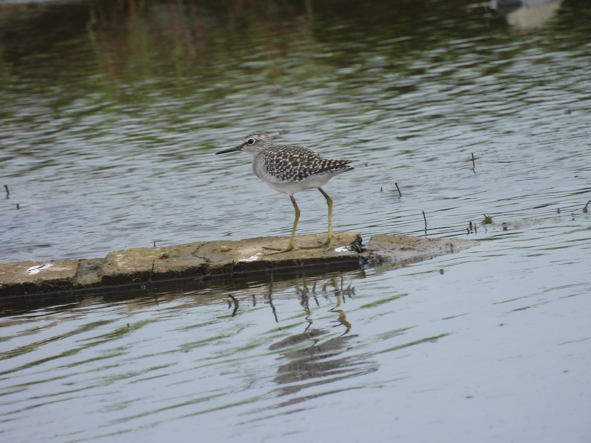 Wood Sandpiper - ML624183383