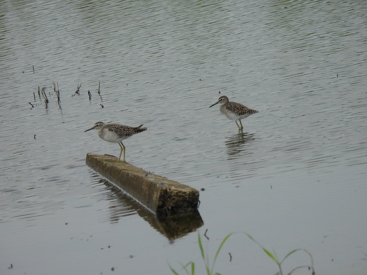 Wood Sandpiper - ML624183390