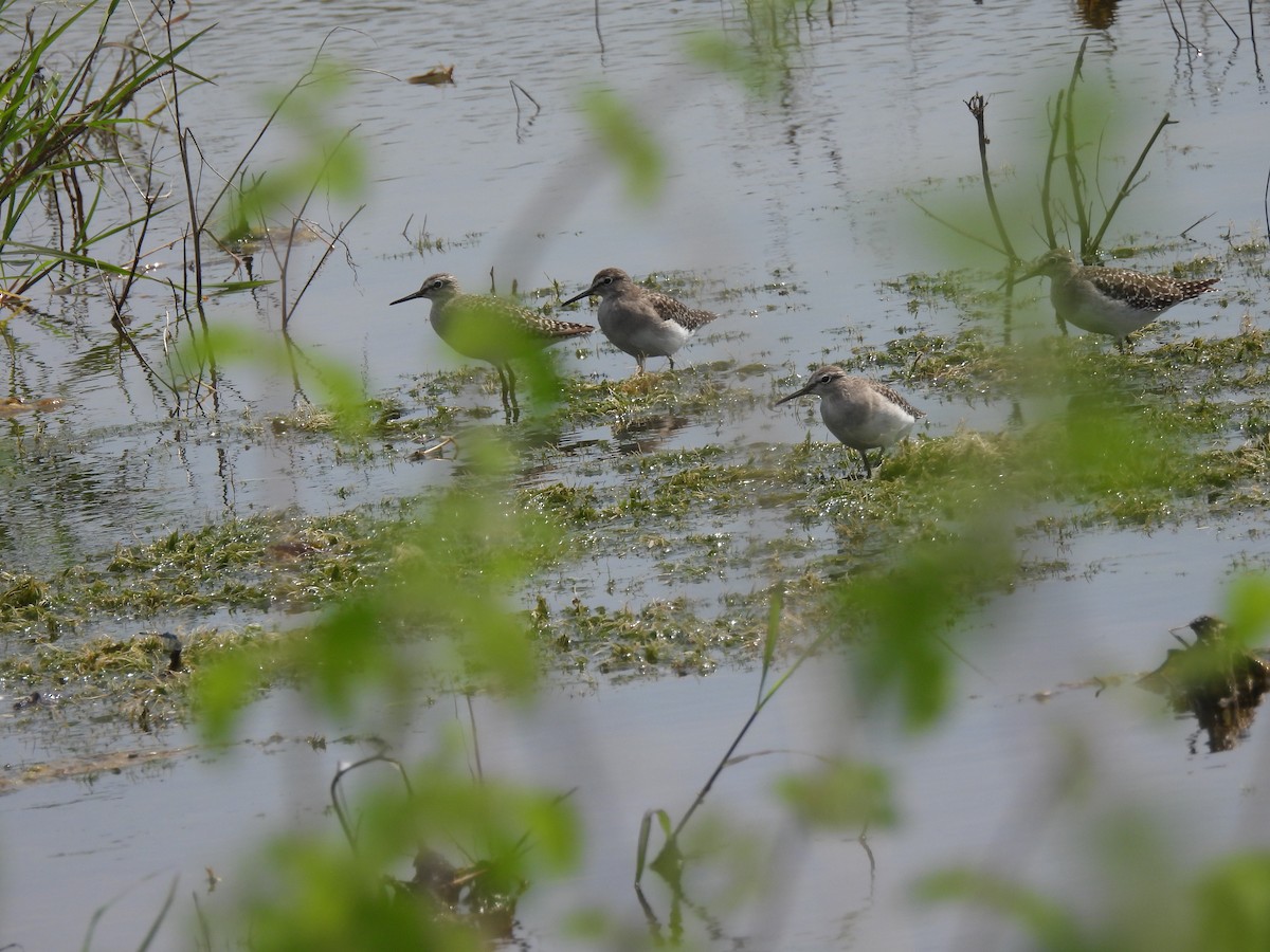 Wood Sandpiper - ML624183399