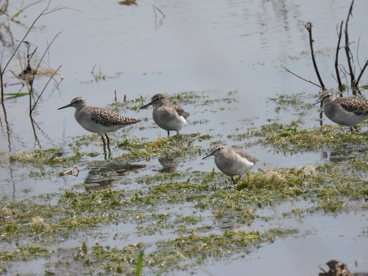 Wood Sandpiper - ML624183401