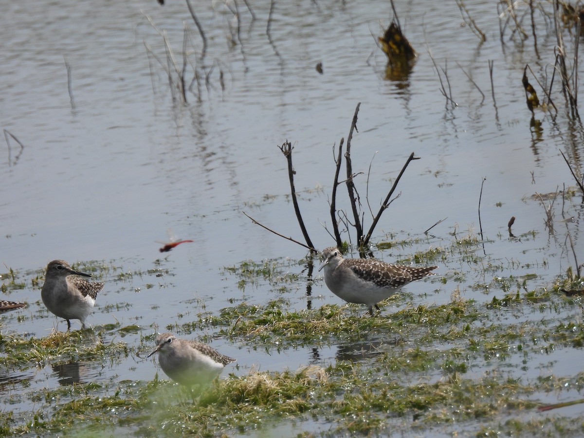 Wood Sandpiper - ML624183402