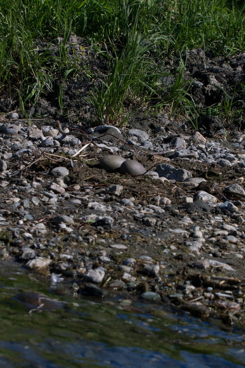 Common Loon - ML62418341