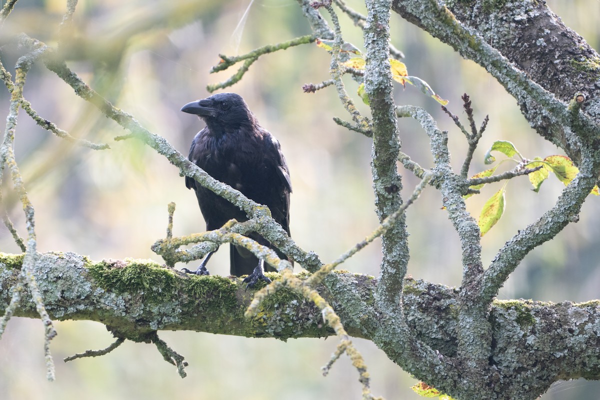 Carrion Crow - Guido Van den Troost