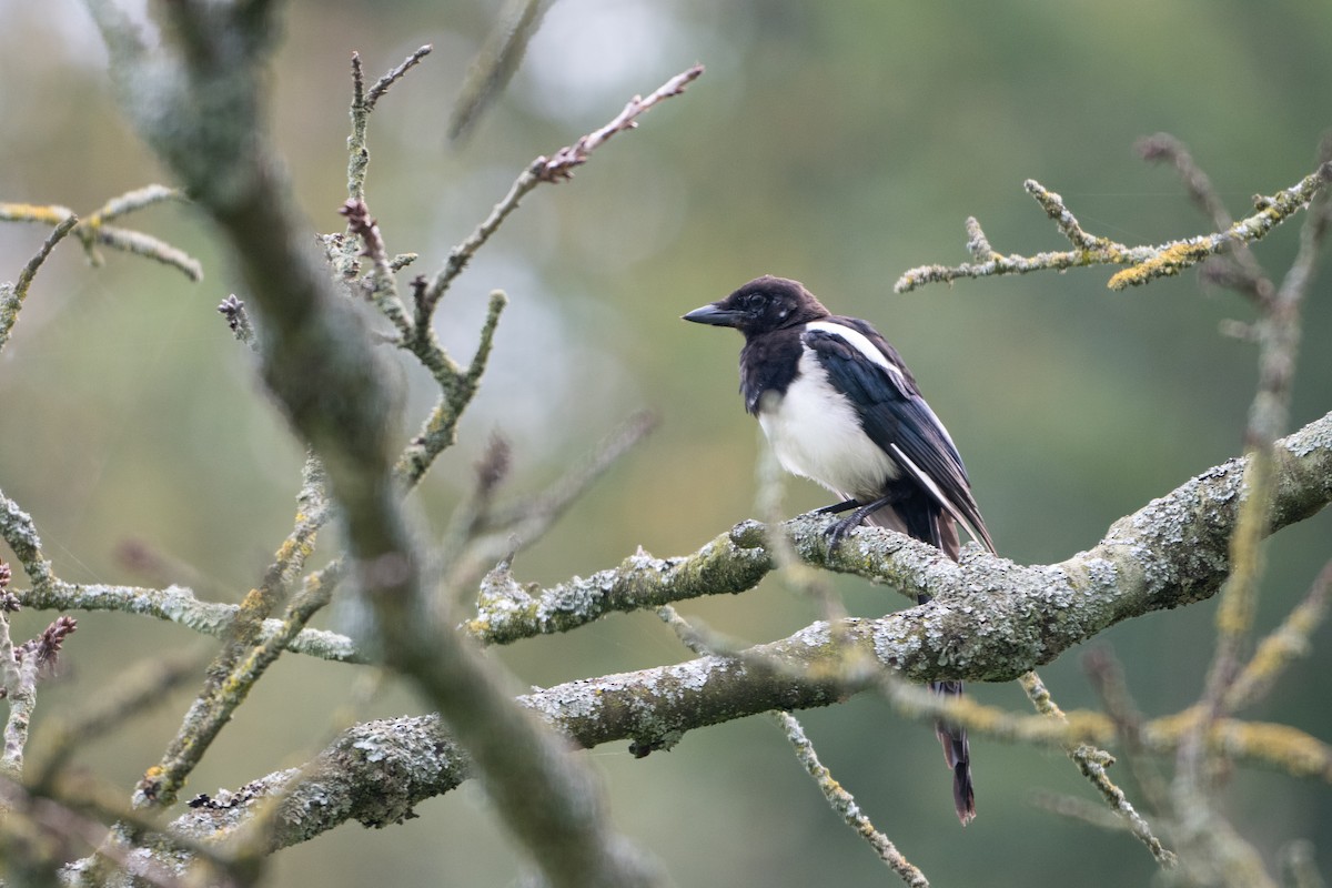 Eurasian Magpie - ML624183421