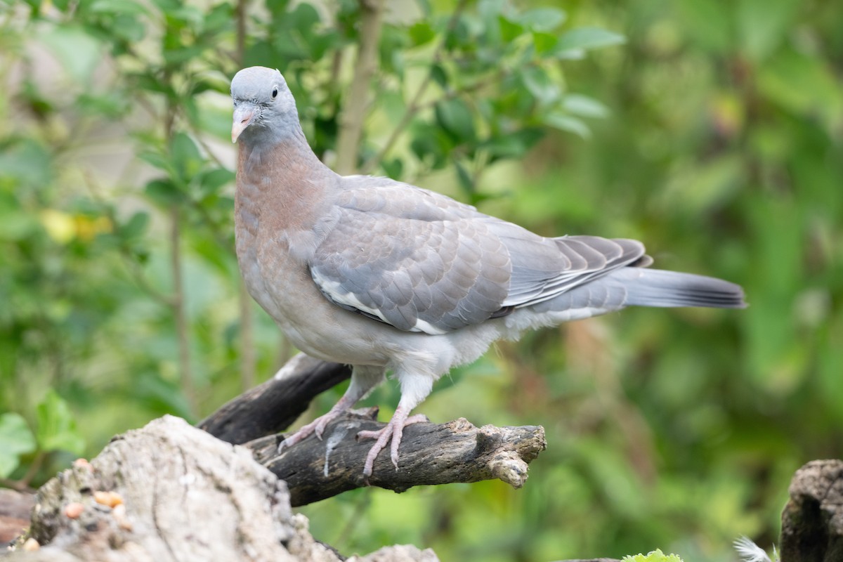 Common Wood-Pigeon - ML624183424