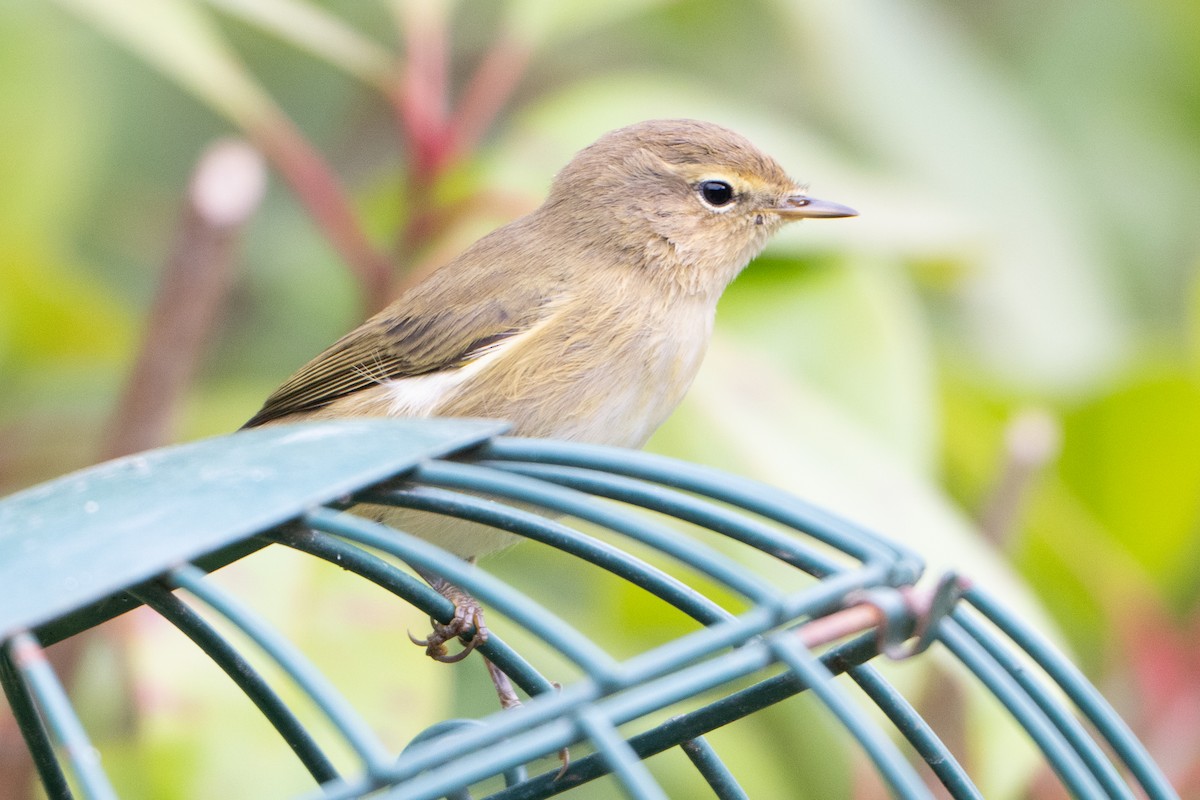 Common Chiffchaff - ML624183429