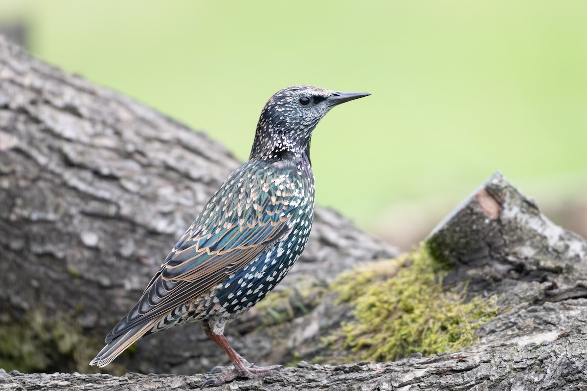 European Starling - ML624183431