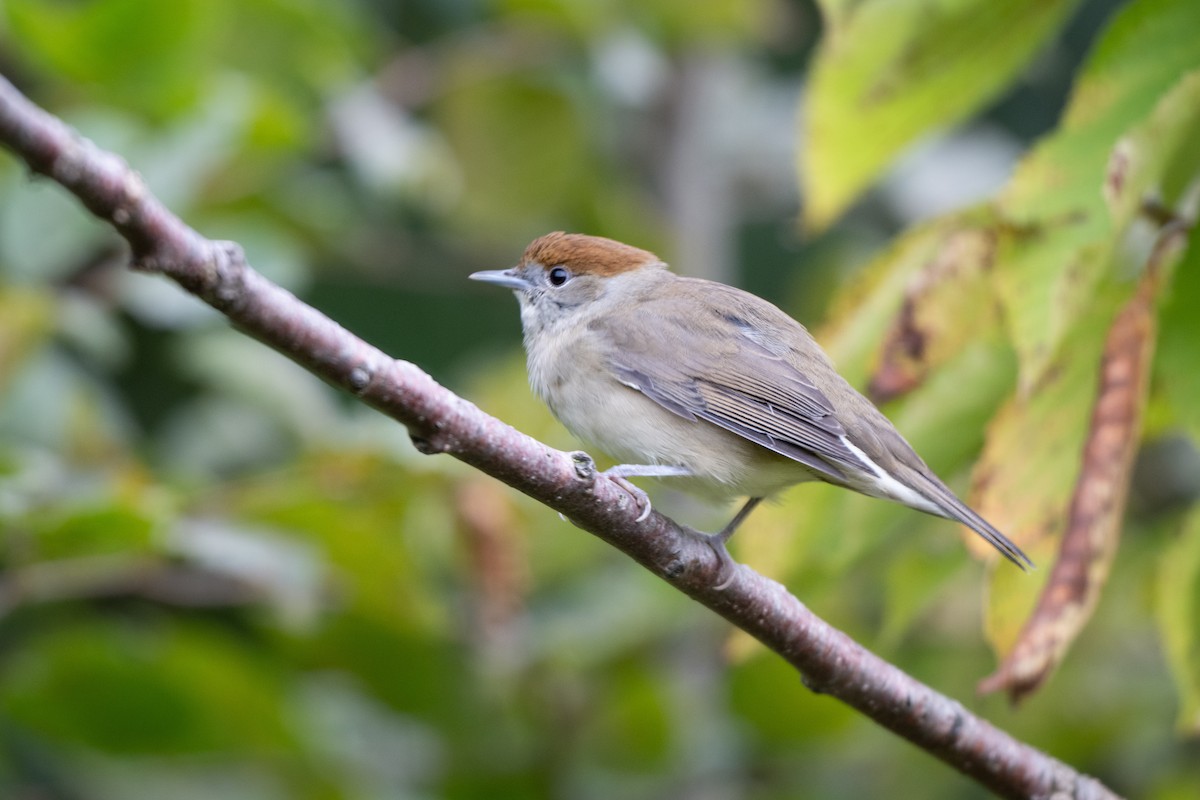 Eurasian Blackcap - ML624183432