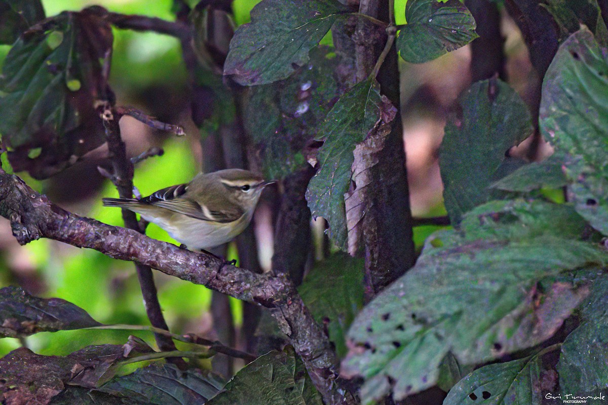 Hume's Warbler - ML624183433