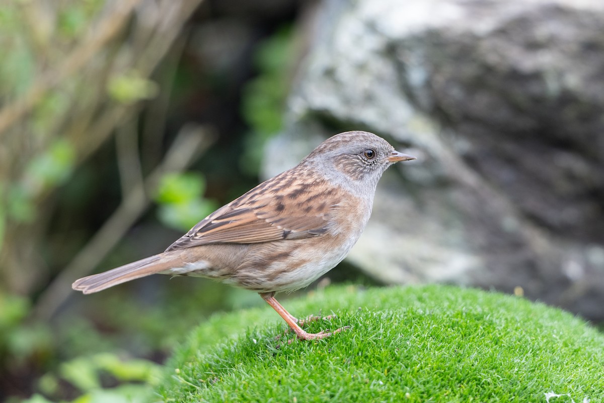 Dunnock - ML624183435