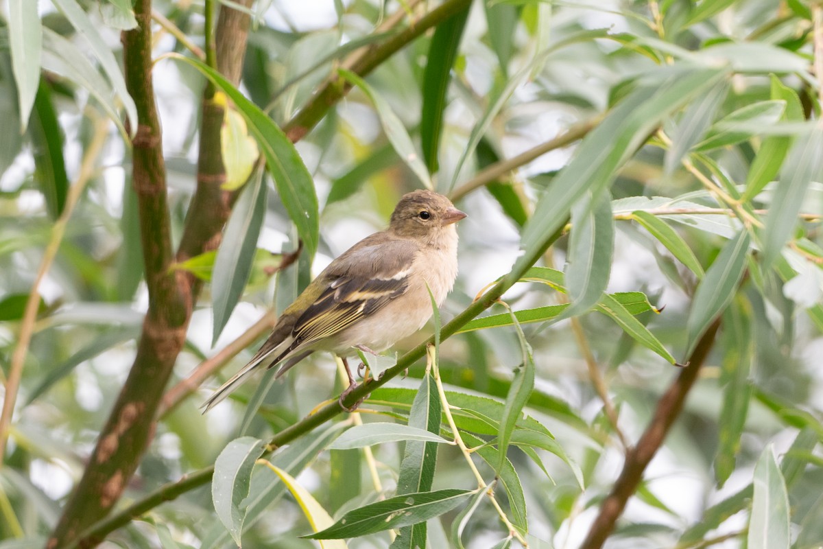 Common Chaffinch - Guido Van den Troost