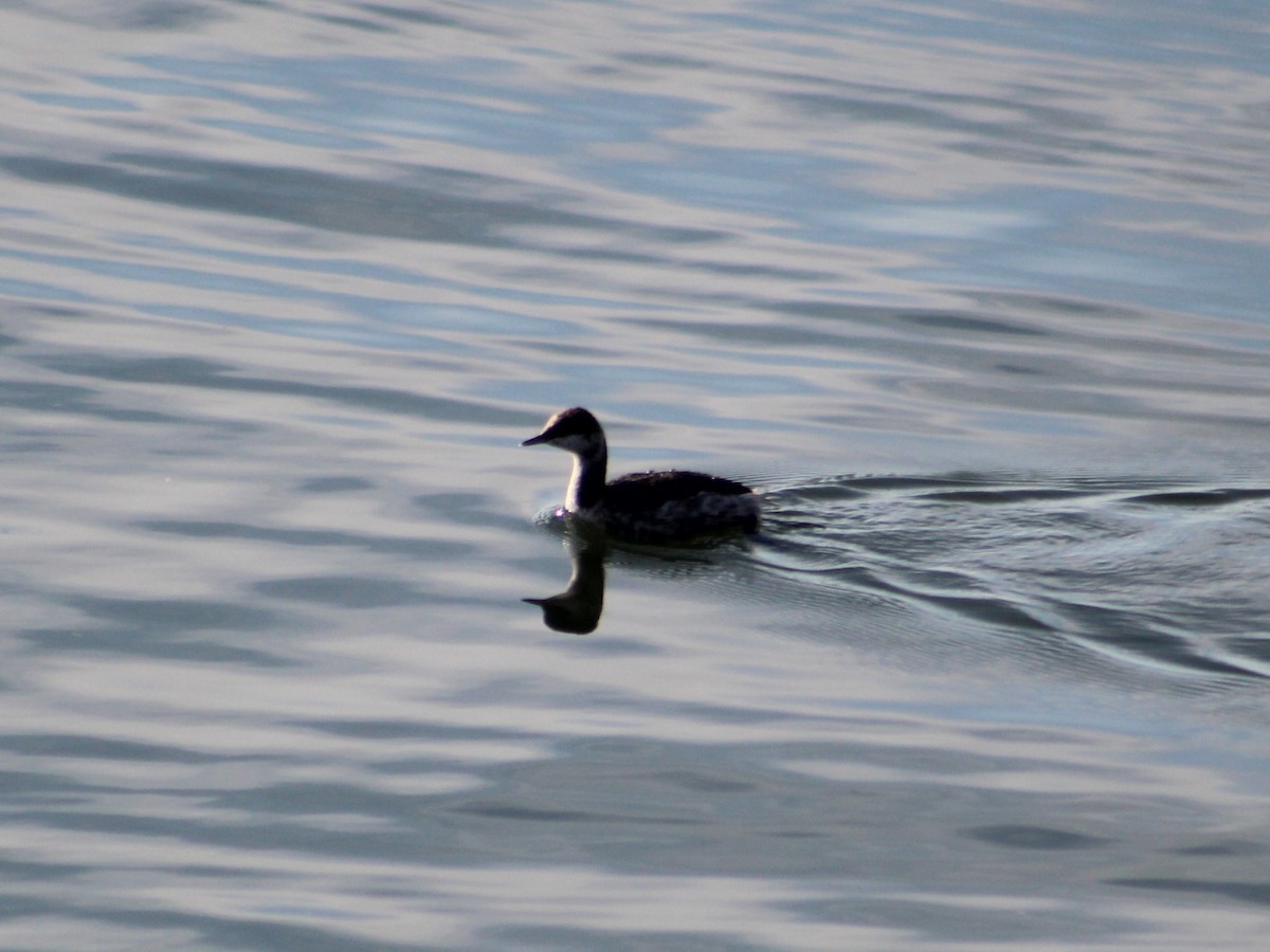 Horned Grebe - James Jarrett