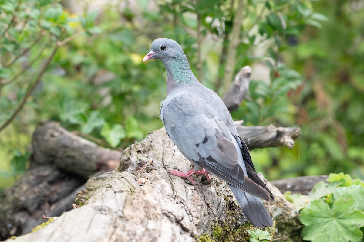 Stock Dove - ML624183442