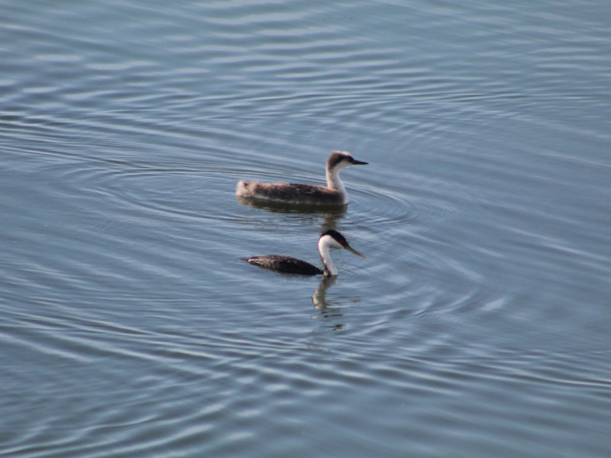 Western Grebe - ML624183444