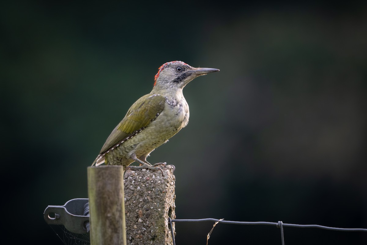 Eurasian Green Woodpecker - ML624183445