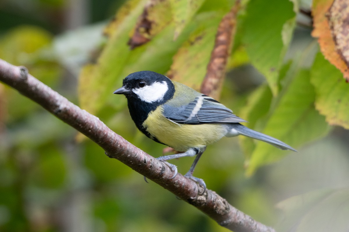 Great Tit - ML624183446