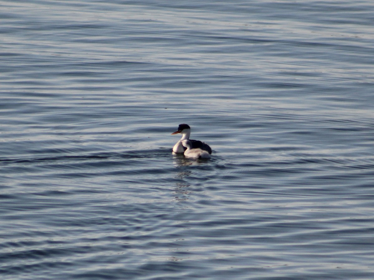 Clark's Grebe - ML624183449