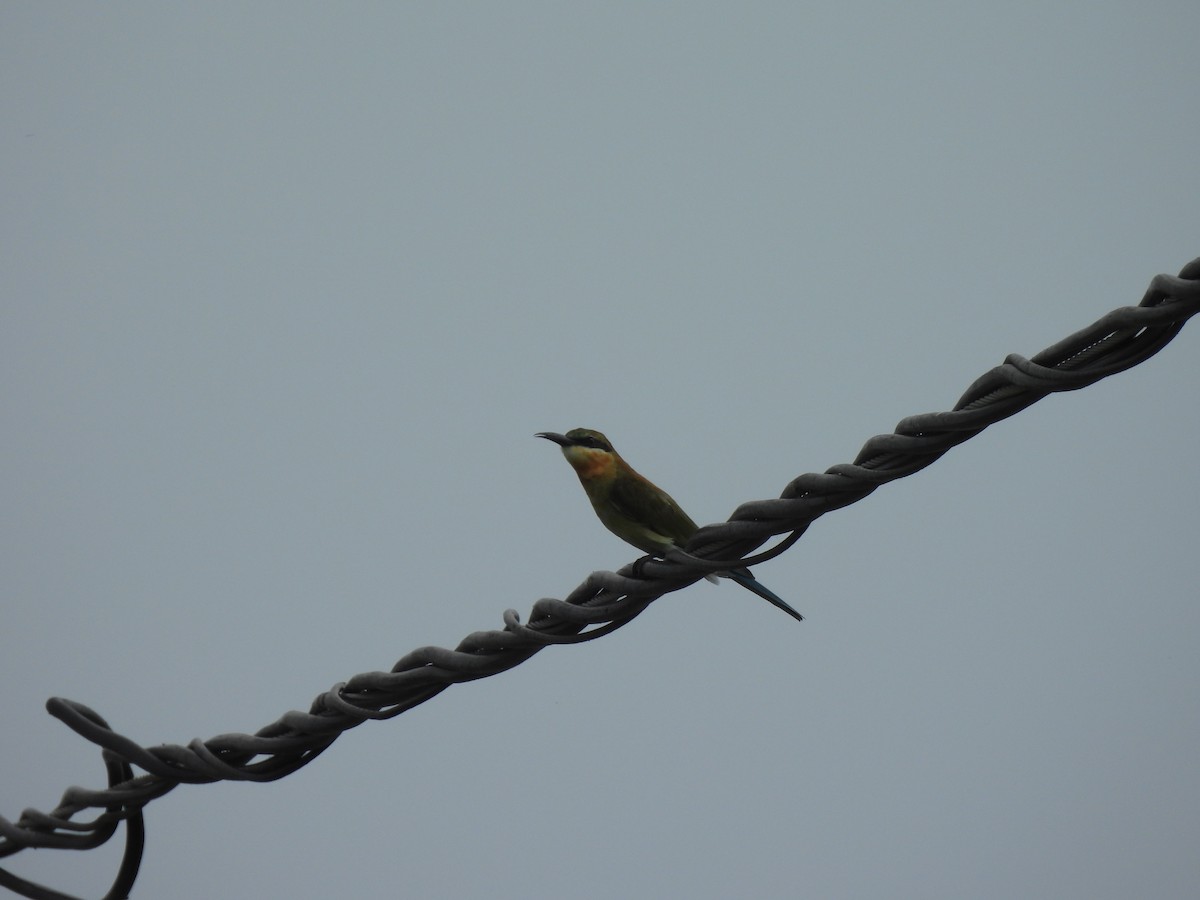 Blue-tailed Bee-eater - ML624183458