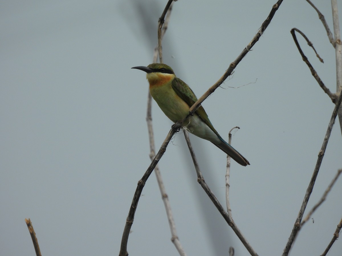 Blue-tailed Bee-eater - ML624183460