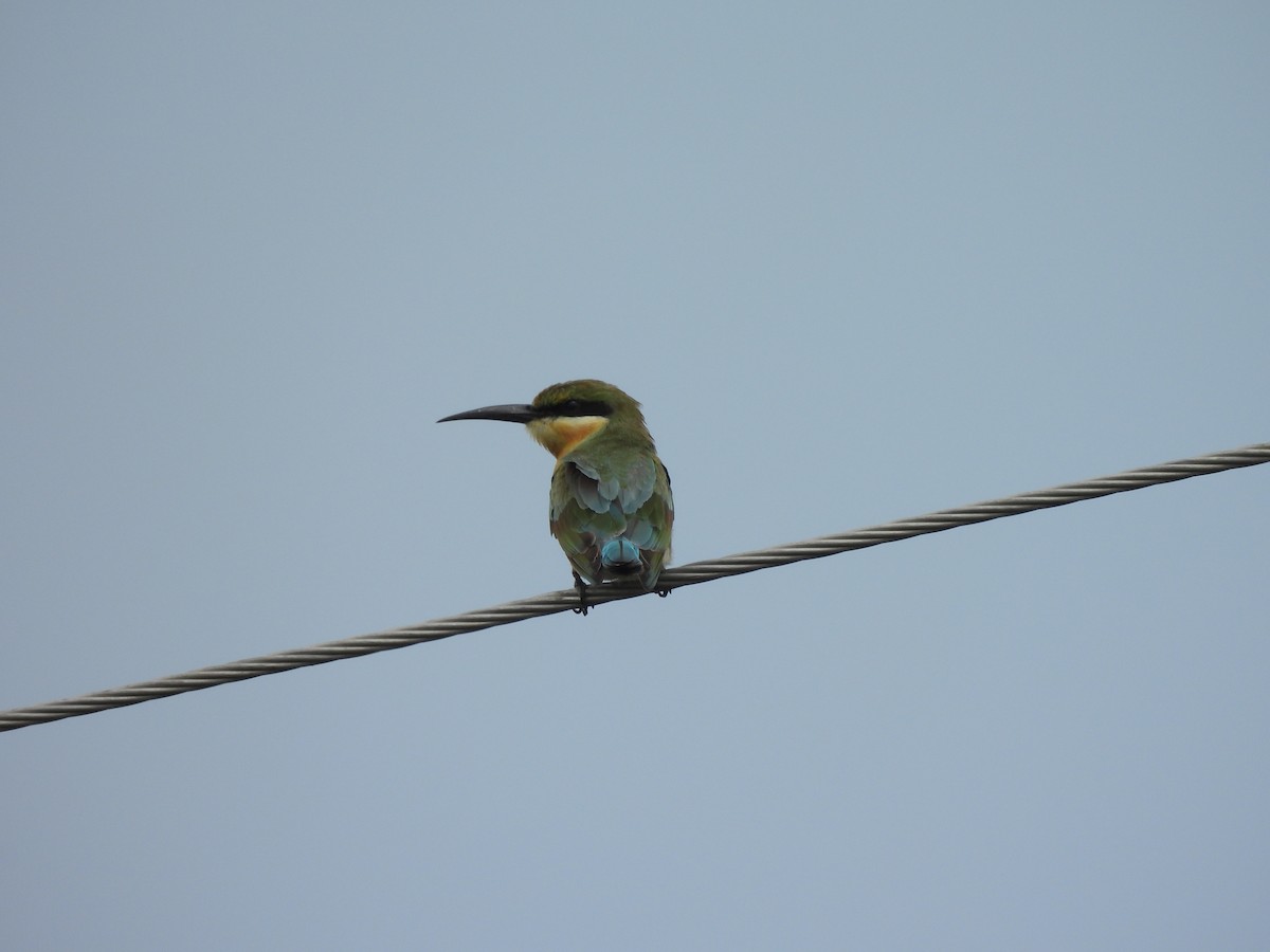 Blue-tailed Bee-eater - ML624183466