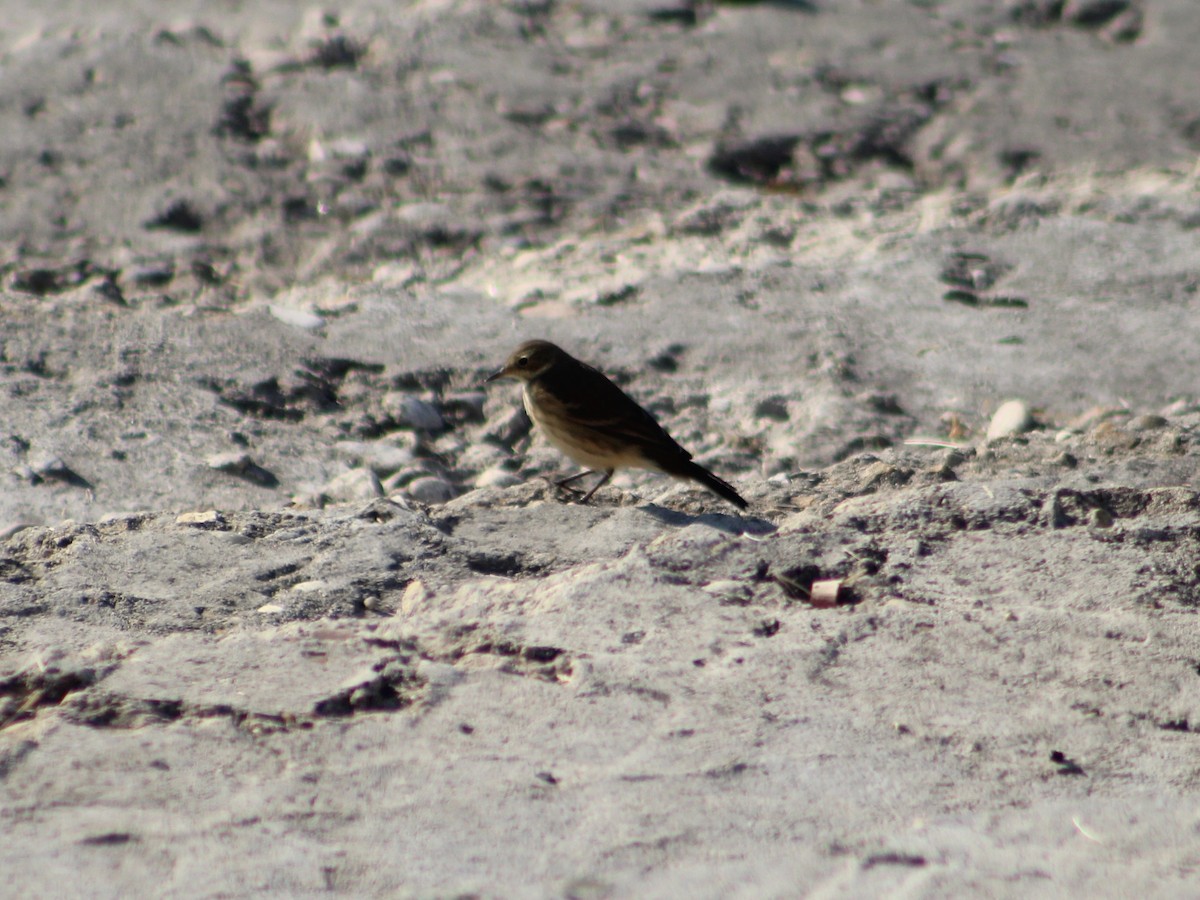 American Pipit - ML624183471