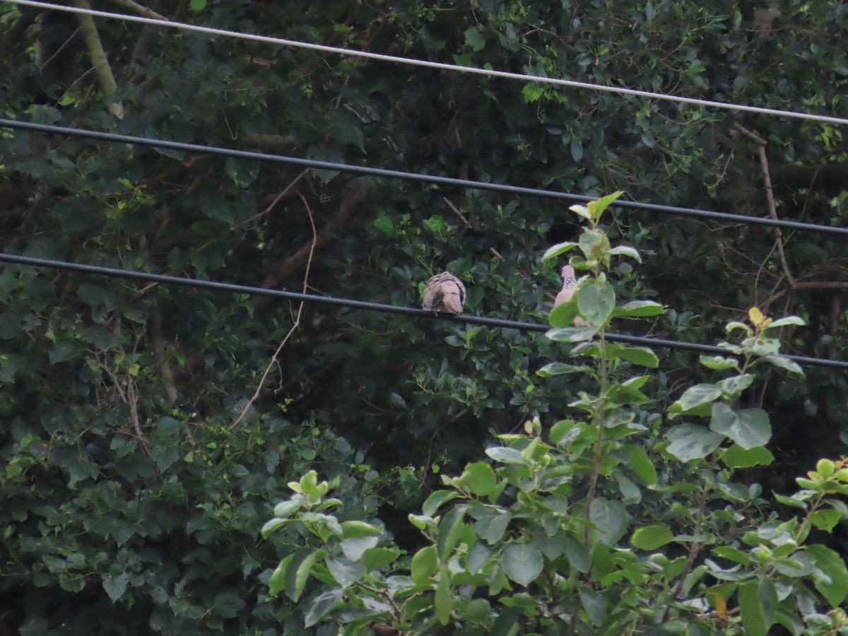 Spotted Dove - ML624183474