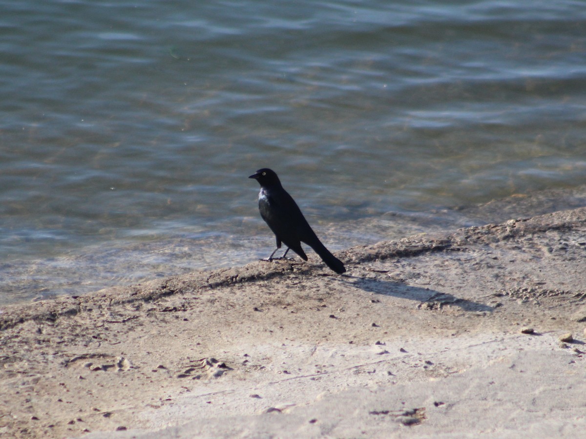 Brewer's Blackbird - ML624183475