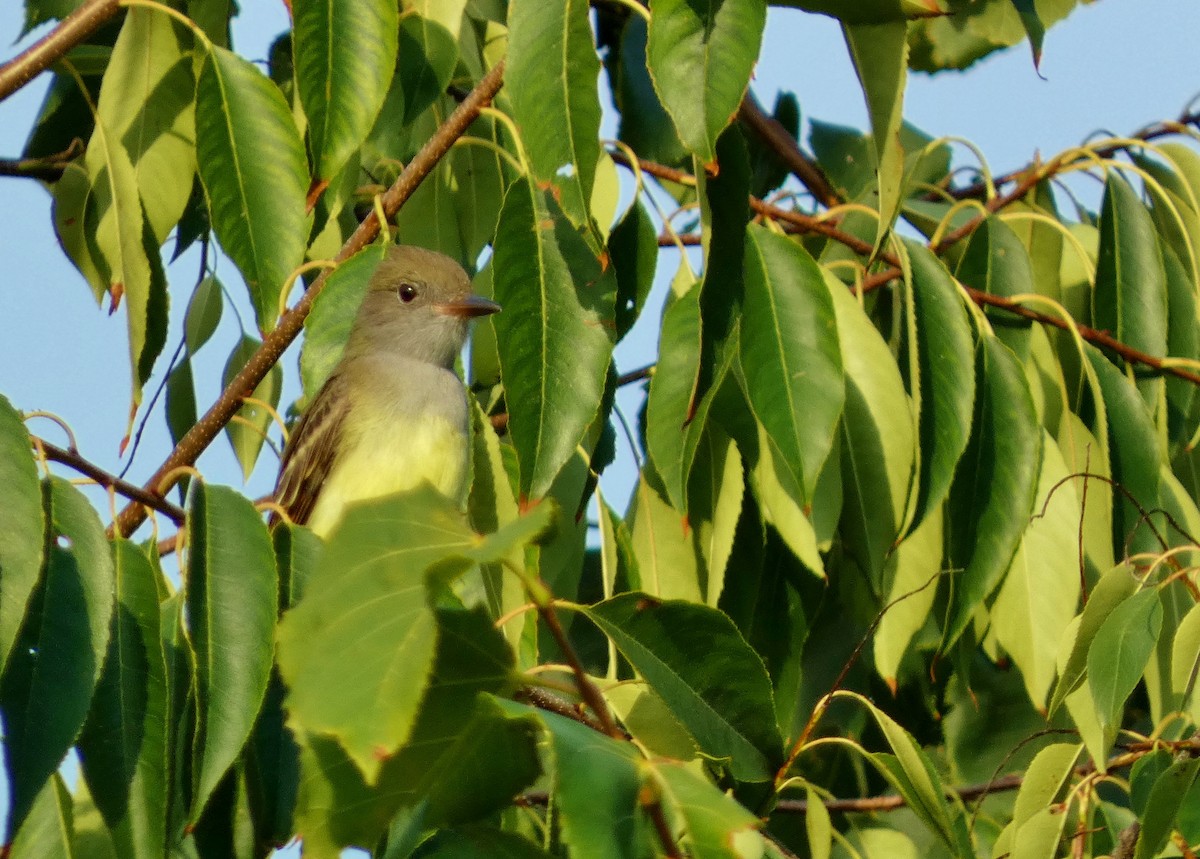 Great Crested Flycatcher - ML624183480