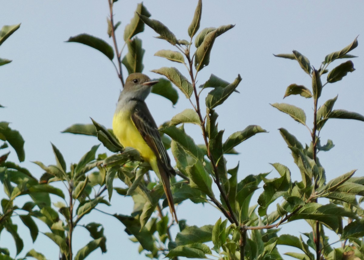 Great Crested Flycatcher - ML624183482