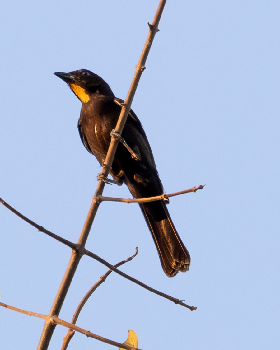 Flame-crested Tanager - ML624183495