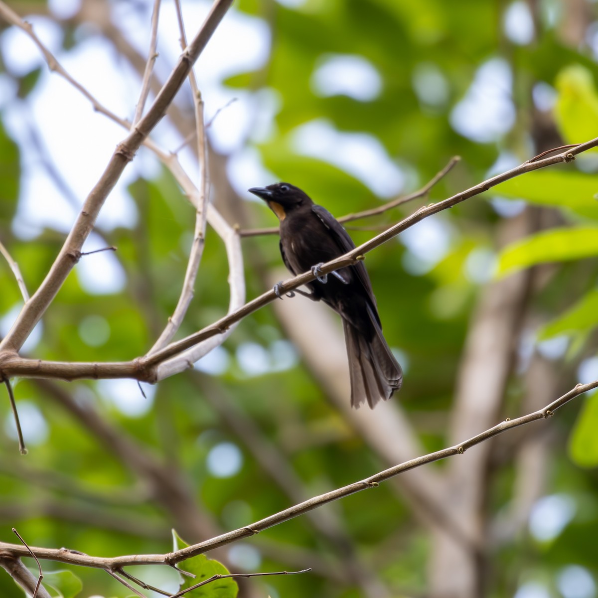 Flame-crested Tanager - ML624183499