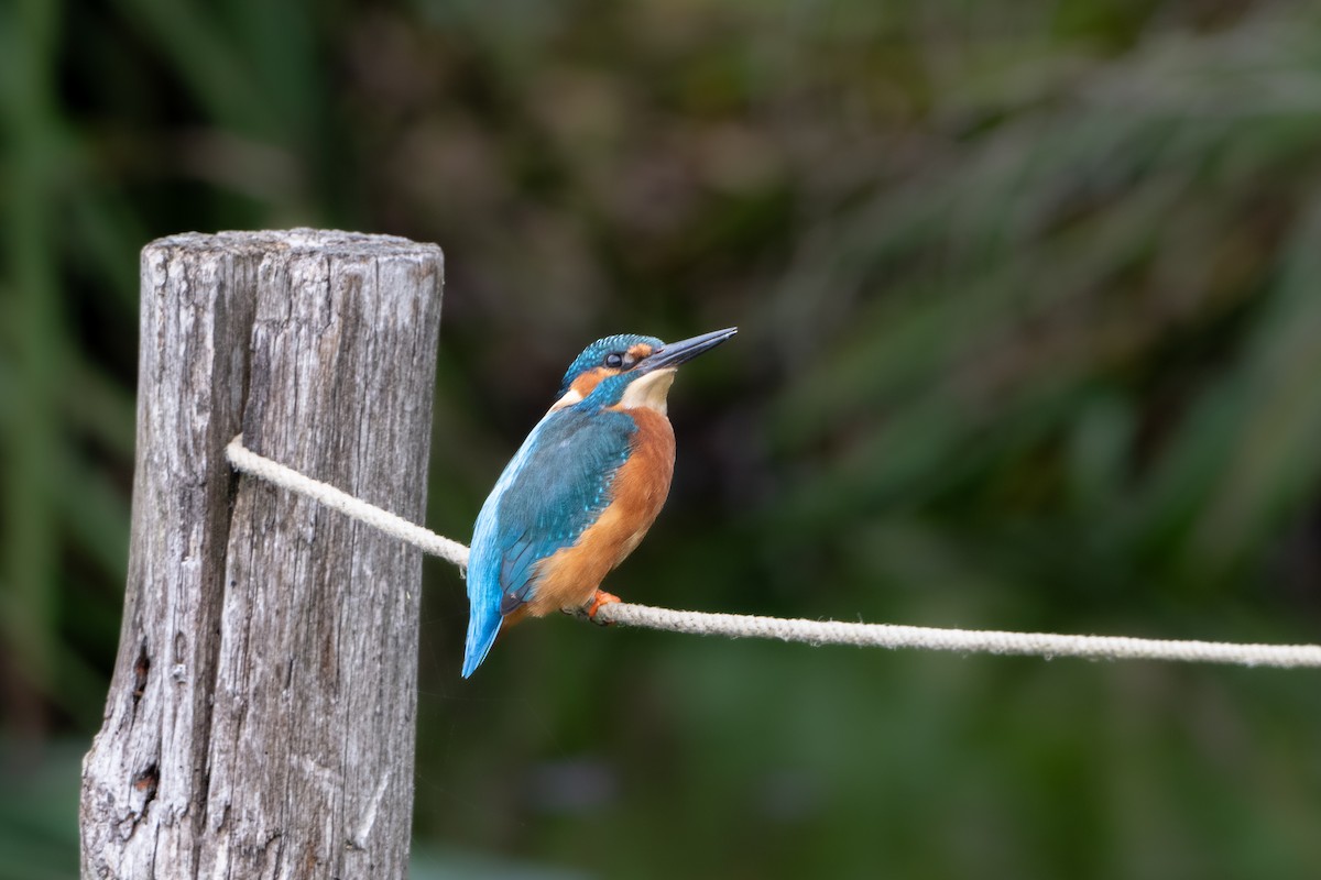 Common Kingfisher - ML624183516