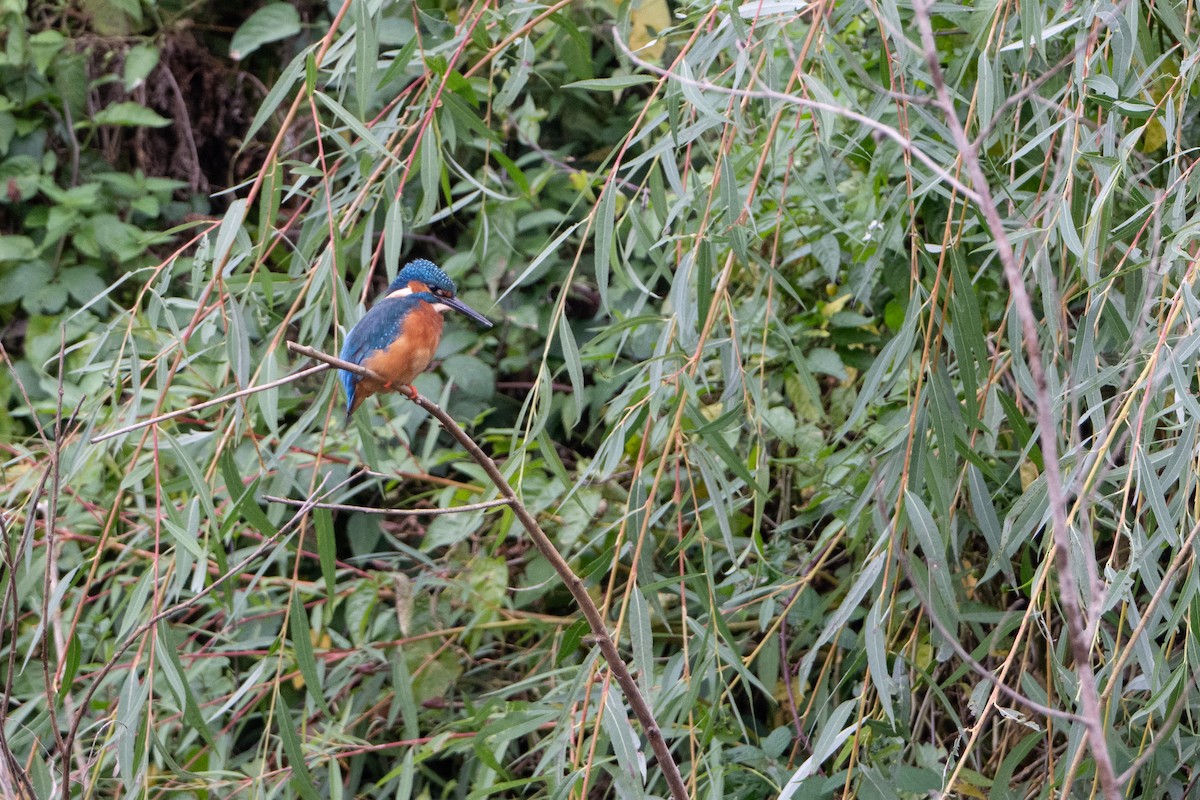 Common Kingfisher - ML624183517