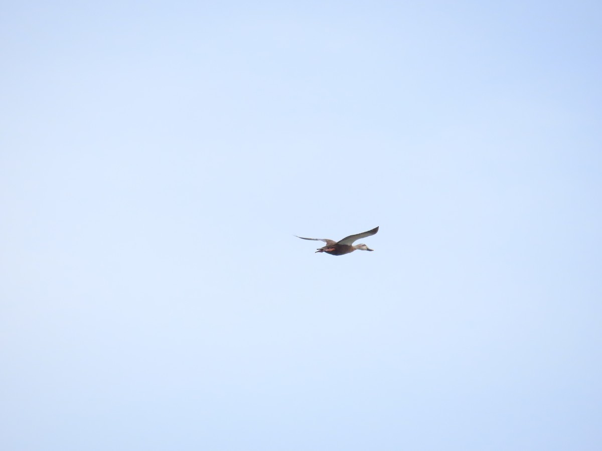 Eastern Spot-billed Duck - ML624183553