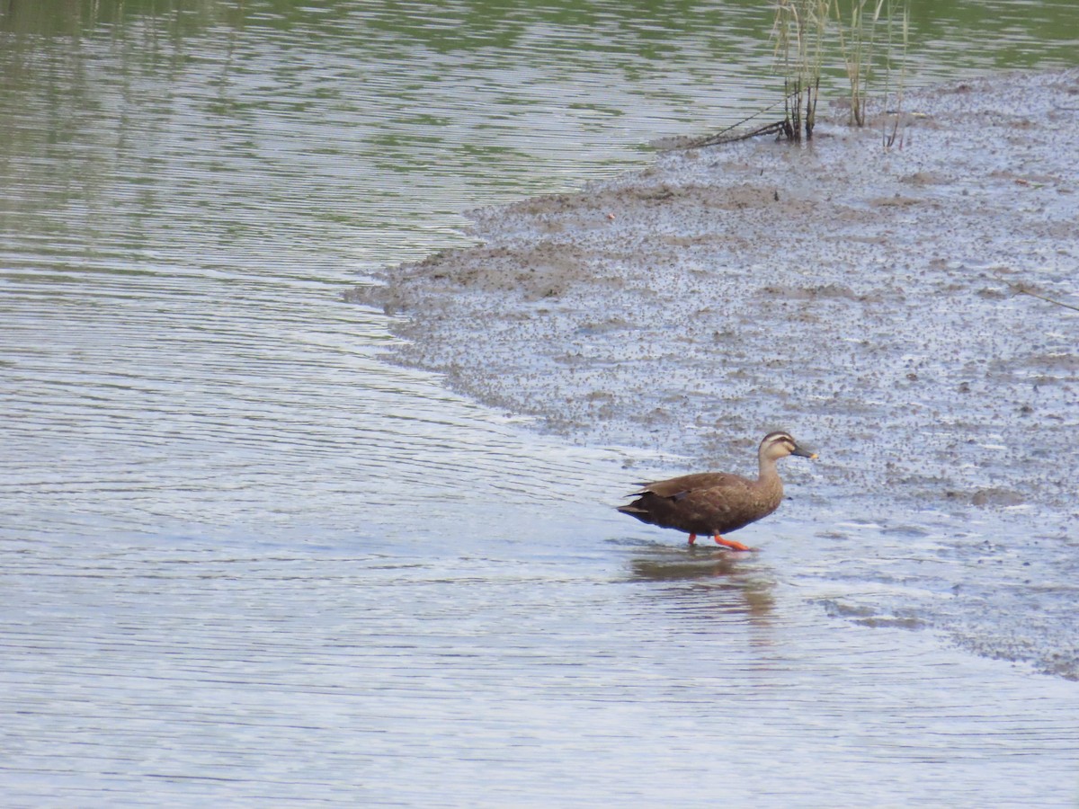 Eastern Spot-billed Duck - ML624183583