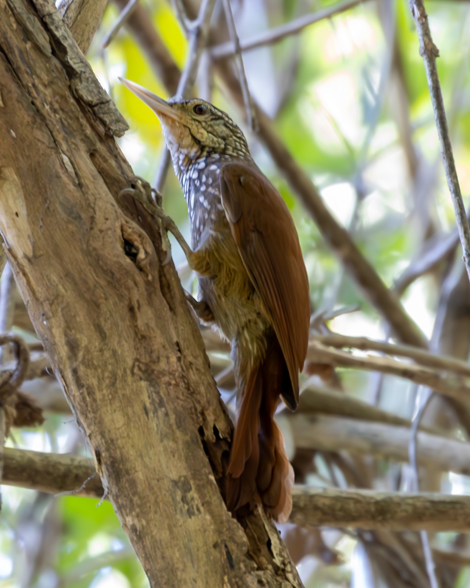 Straight-billed Woodcreeper - ML624183585