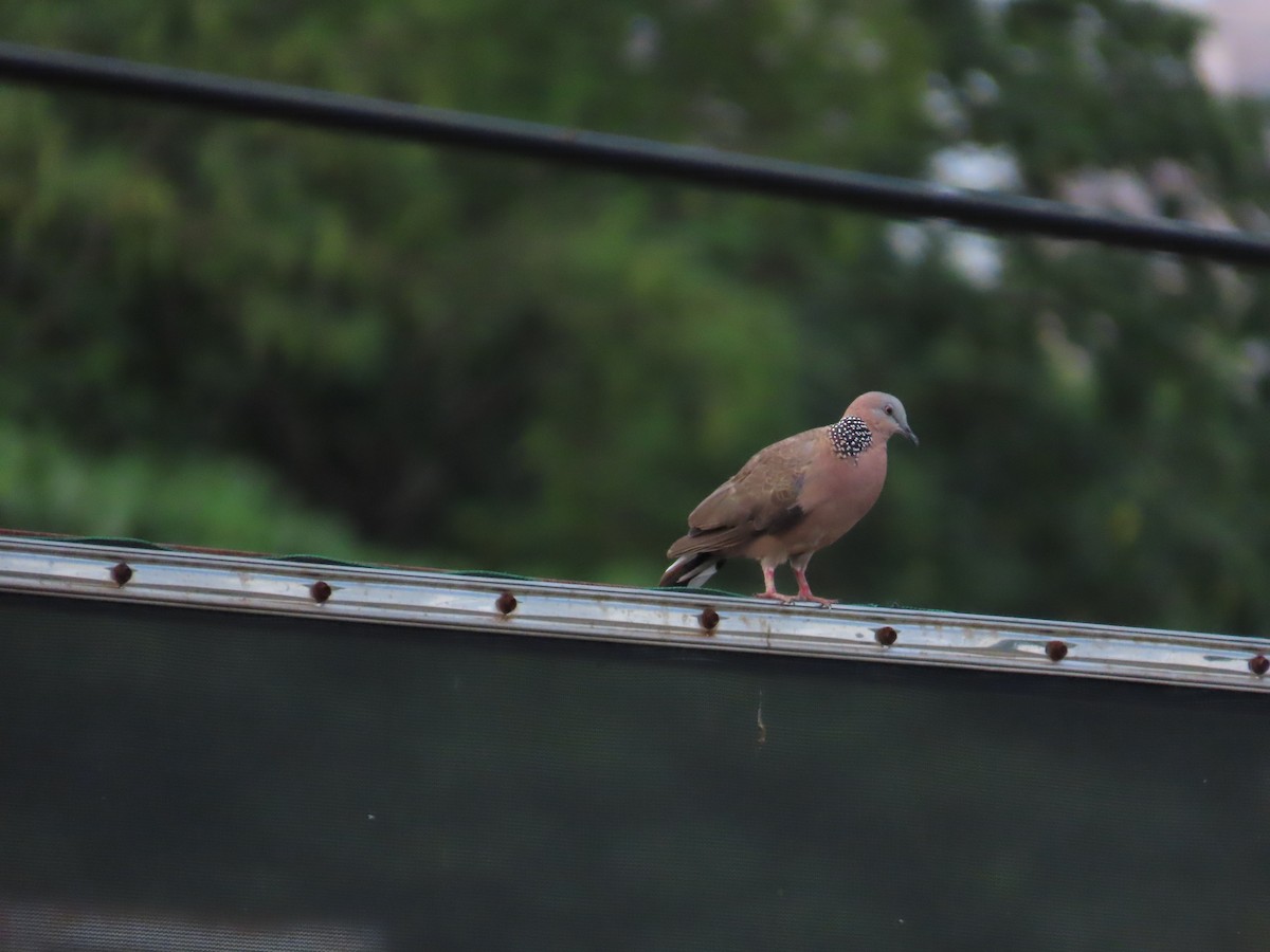 Spotted Dove - ML624183588