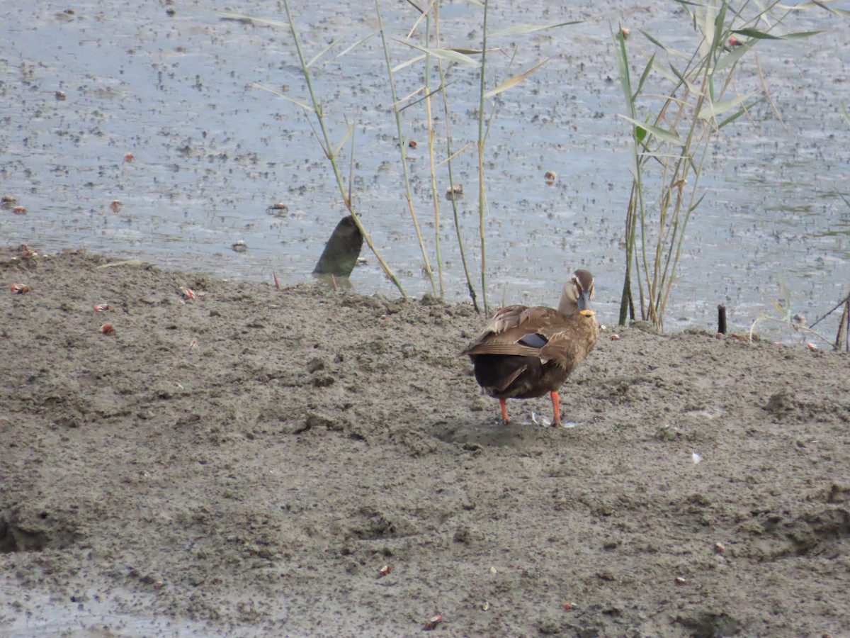 Eastern Spot-billed Duck - ML624183617