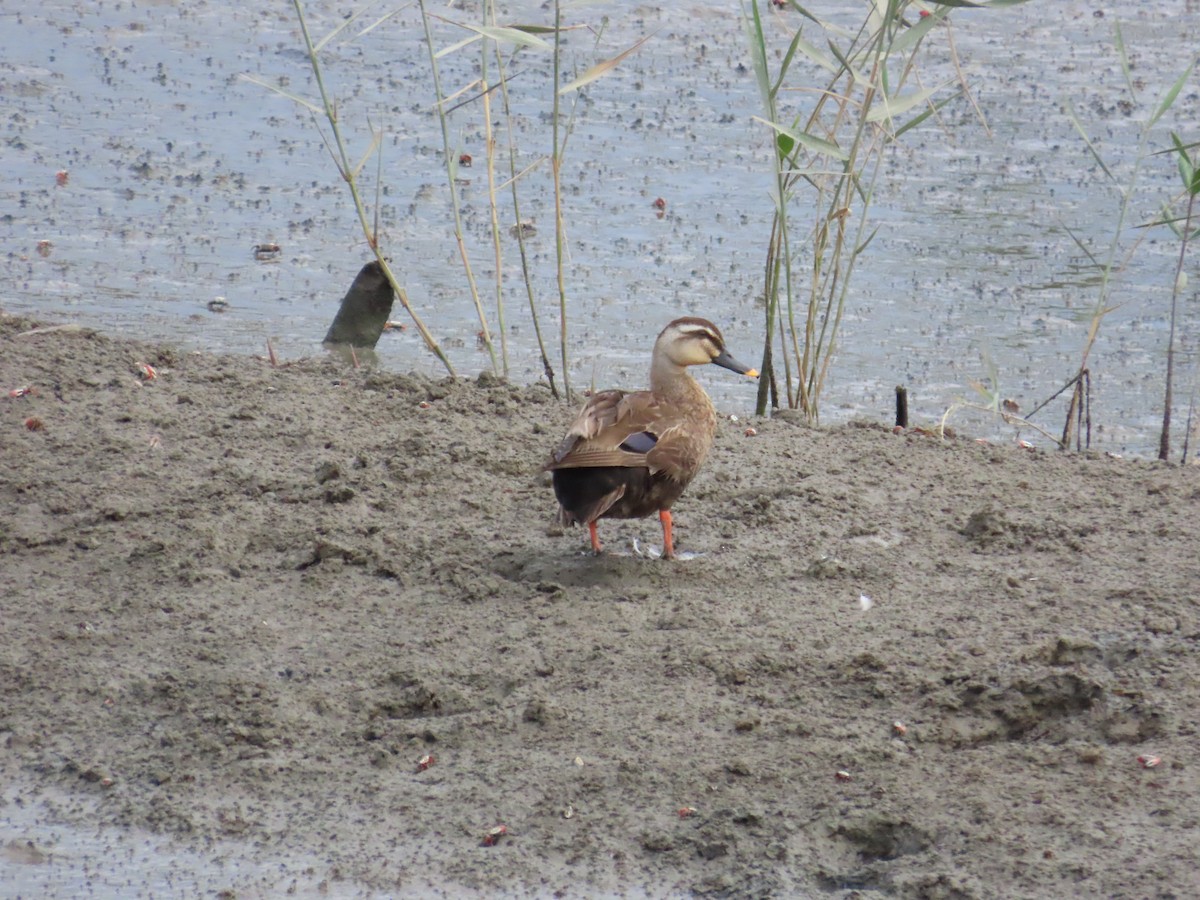 Eastern Spot-billed Duck - ML624183618