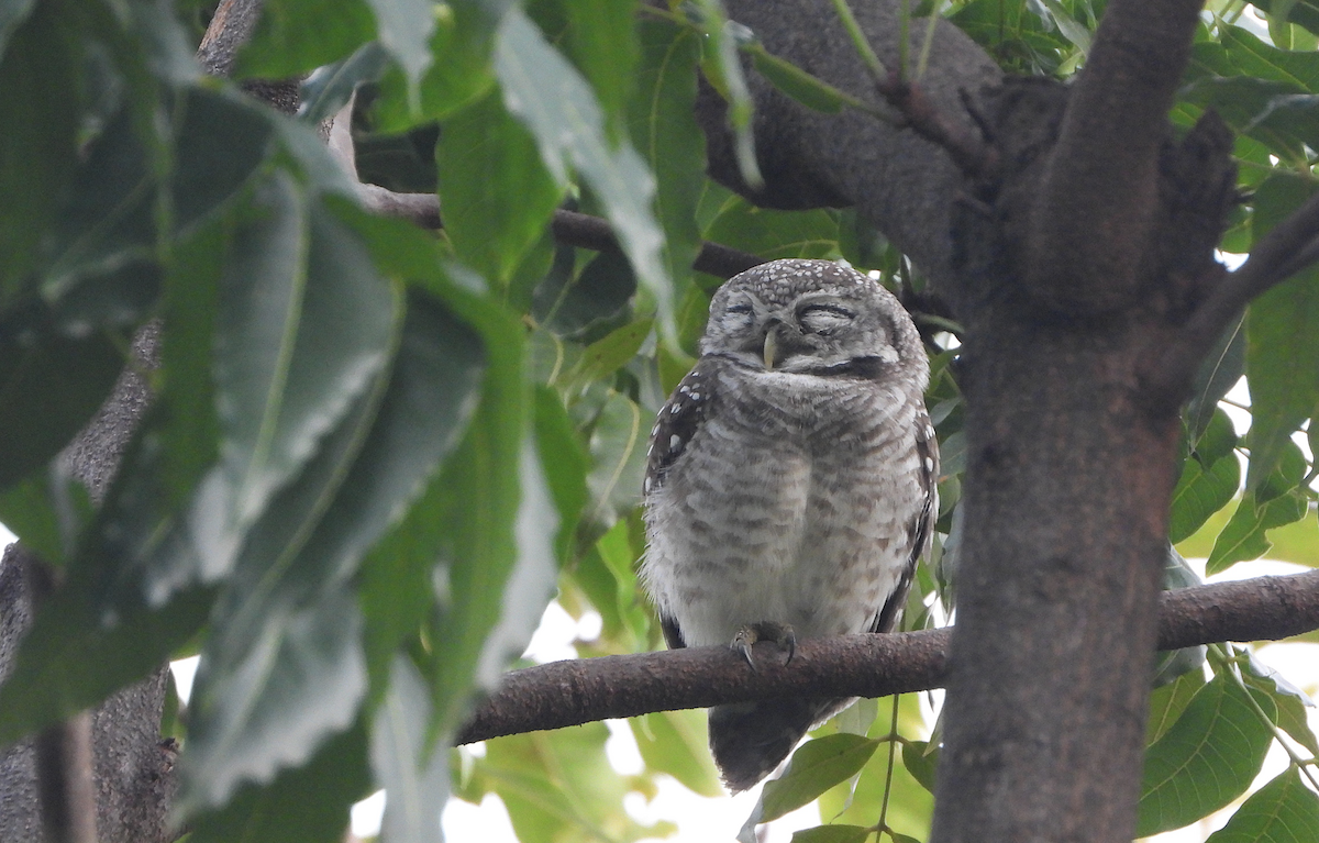 Spotted Owlet - Alfred McLachlan-Karr