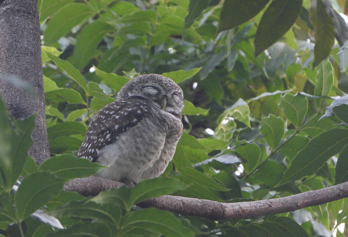 Spotted Owlet - ML624183636