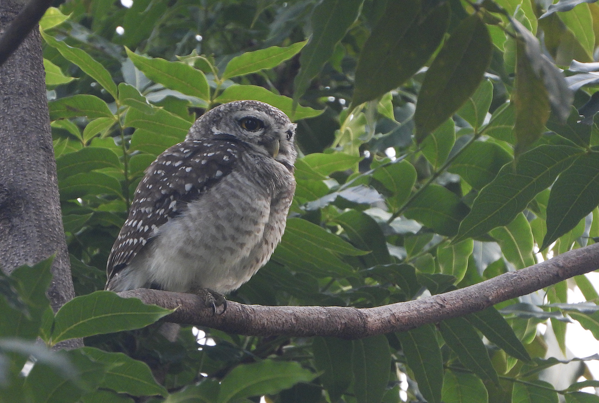 Spotted Owlet - ML624183645