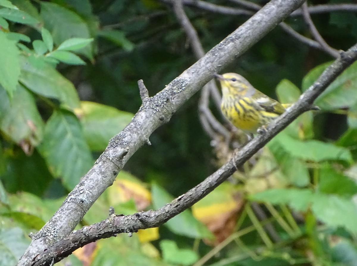 Cape May Warbler - ML624183648