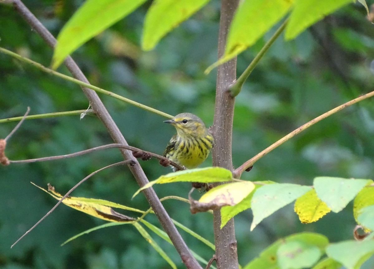 Cape May Warbler - ML624183649