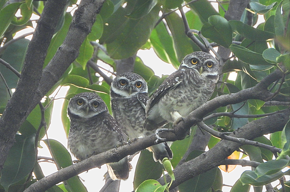 Spotted Owlet - ML624183651