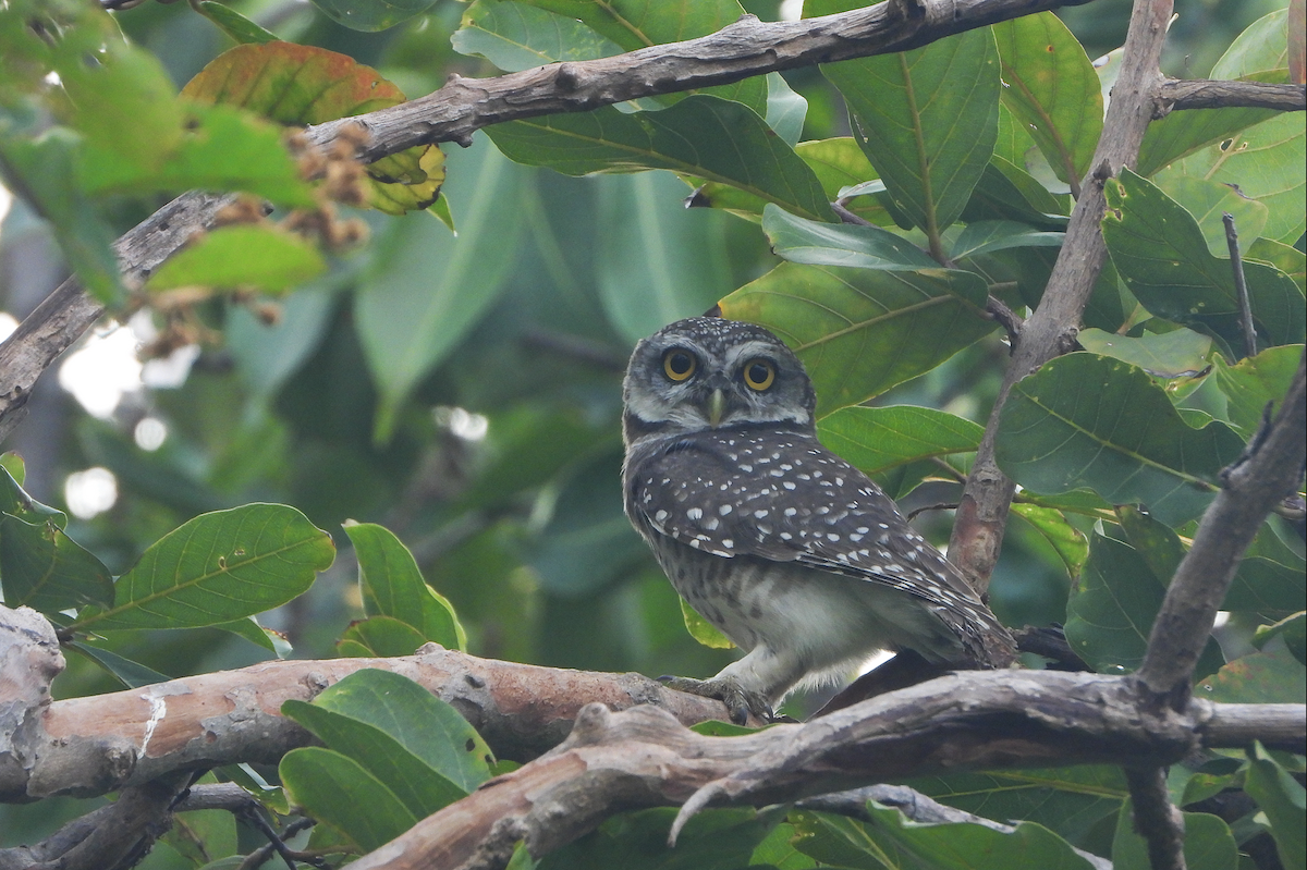 Spotted Owlet - ML624183657