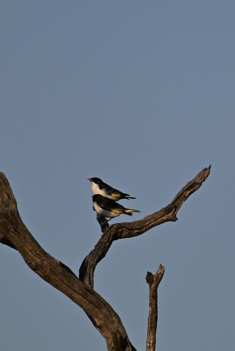 Painted Honeyeater - ML624183683